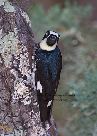 Melanerpes formicivorus  ACORN WOODPECKER 7007547