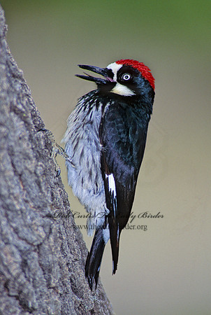 Melanerpes formicivorus  ACORN WOODPECKER 73410