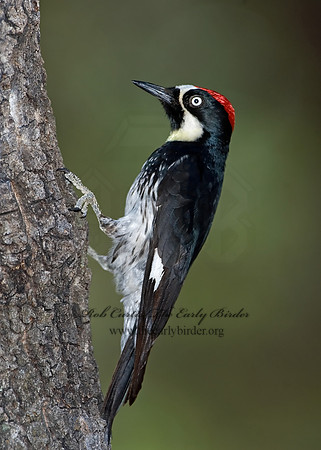 Melanerpes formicivorus  ACORN WOODPECKER 7007537