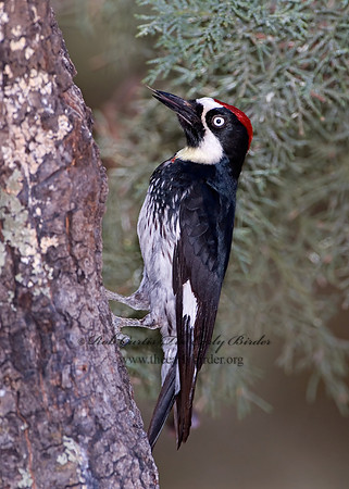 Melanerpes formicivorus  ACORN WOODPECKER 7007540