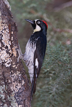 Melanerpes formicivorus  ACORN WOODPECKER 7007541