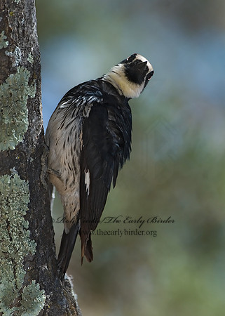 Melanerpes formicivorus  ACORN WOODPECKER 7007847