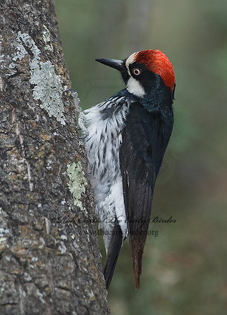 Melanerpes formicivorus  ACORN WOODPECKER 7007633