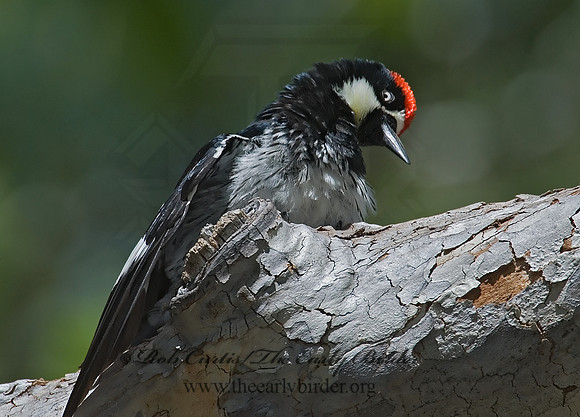 Melanerpes formicivorus  ACORN WOODPECKER 7007964