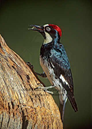 Melanerpes formicivorus  ACORN WOODPECKER 75728+