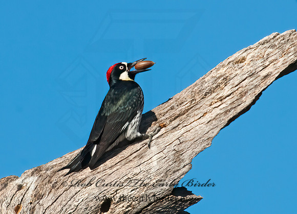 Melanerpes formicivorus  ACORN WOODPECKER 7017741+