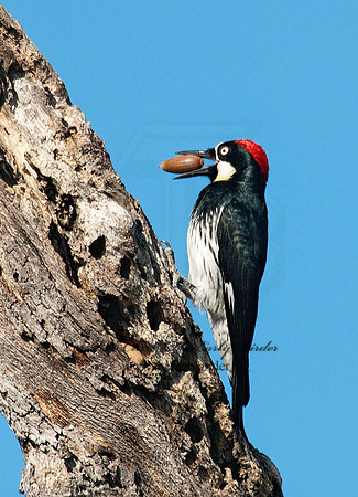 Melanerpes formicivorus  ACORN WOODPECKER 7017748