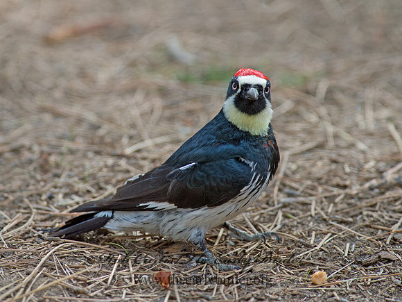 Melanerpes formicivorus  ACORN WOODPECKER 9056158