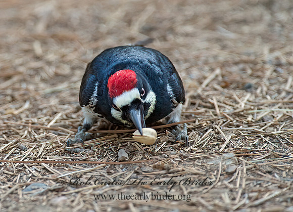 Melanerpes formicivorus  ACORN WOODPECKER 9056161+