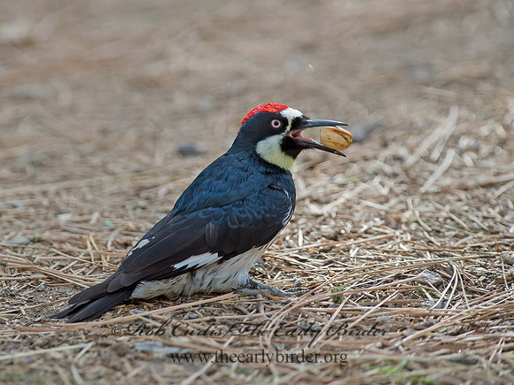 Melanerpes formicivorus  ACORN WOODPECKER 9056163+