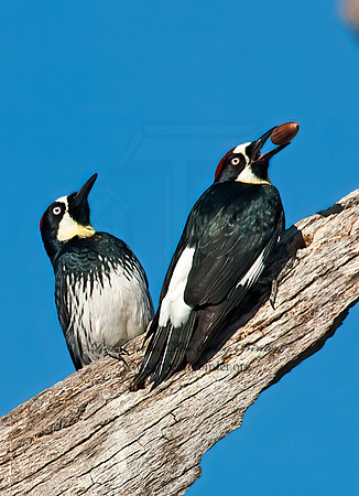 Melanerpes formicivorus  ACORN WOODPECKER 7017743+