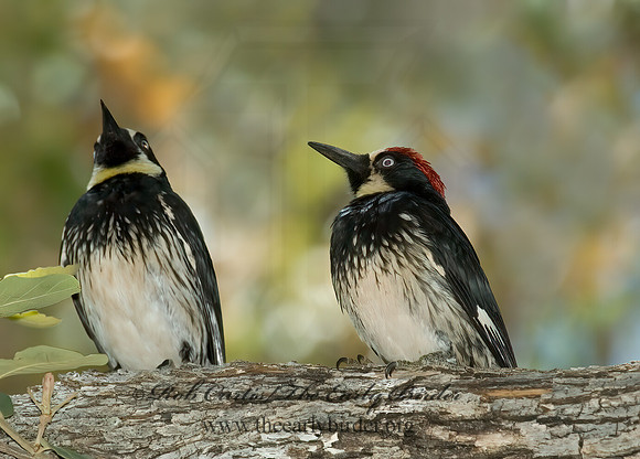 Melanerpes formicivorus  ACORN WOODPECKER 5005796+