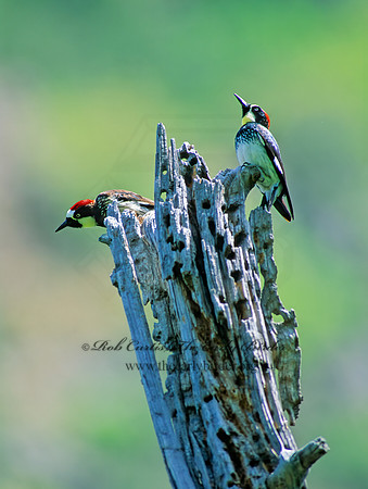 Melanerpes formicivorus  ACORN WOODPECKER 71533+