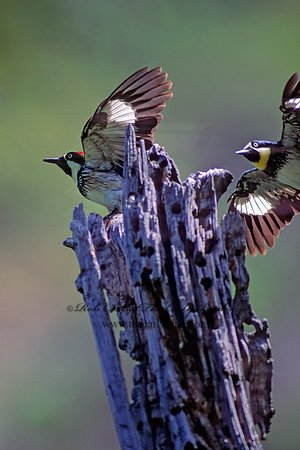 Melanerpes formicivorus  ACORN WOODPECKER 71535+