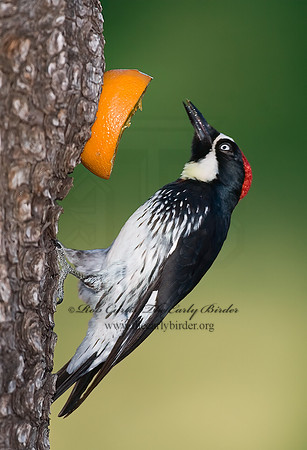 Melanerpes formicivorus  ACORN WOODPECKER 7007424-1+