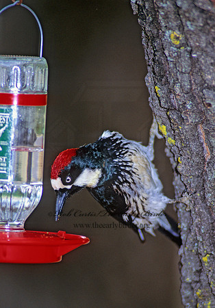 Melanerpes formicivorus  ACORN WOODPECKER 73403