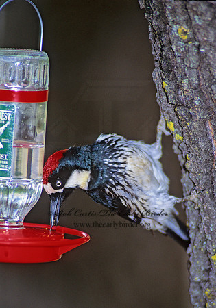 Melanerpes formicivorus  ACORN WOODPECKER 73404