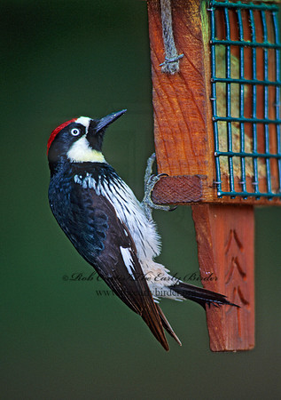 Melanerpes formicivorus  ACORN WOODPECKER 76708