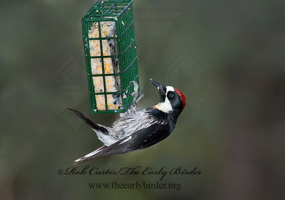 Melanerpes formicivorus  ACORN WOODPECKER 5006103+