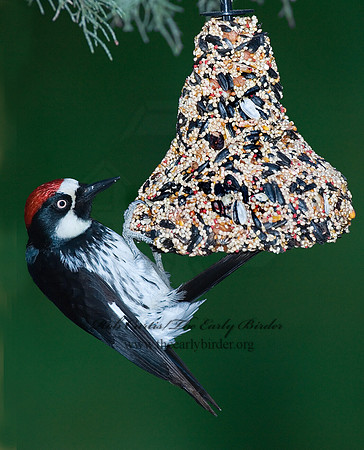 Melanerpes formicivorus  ACORN WOODPECKER 7007416