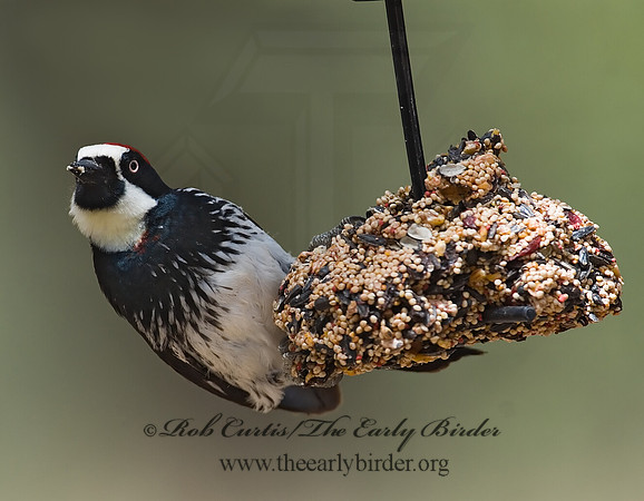 Melanerpes formicivorus  ACORN WOODPECKER 7007635