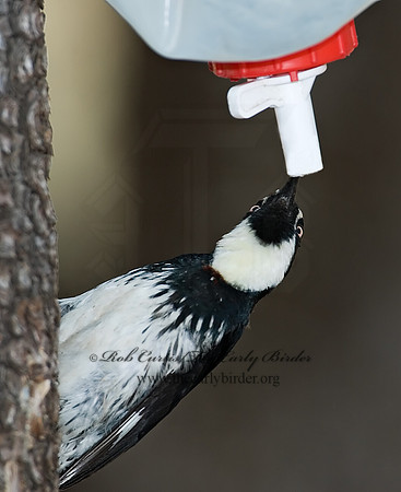 Melanerpes formicivorus  ACORN WOODPECKER 7007651