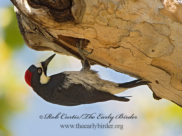Melanerpes formicivorus  ACORN WOODPECKER 9055241+