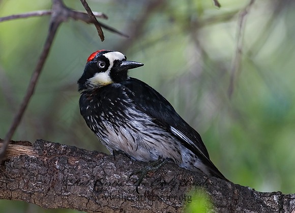 Melanerpes formicivorus  ACORN WOODPECKER 7006666