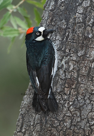 Melanerpes formicivorus  ACORN WOODPECKER 7007649