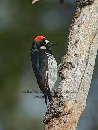 Melanerpes formicivorus  ACORN WOODPECKER 9056175