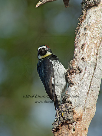 Melanerpes formicivorus  ACORN WOODPECKER 9056176