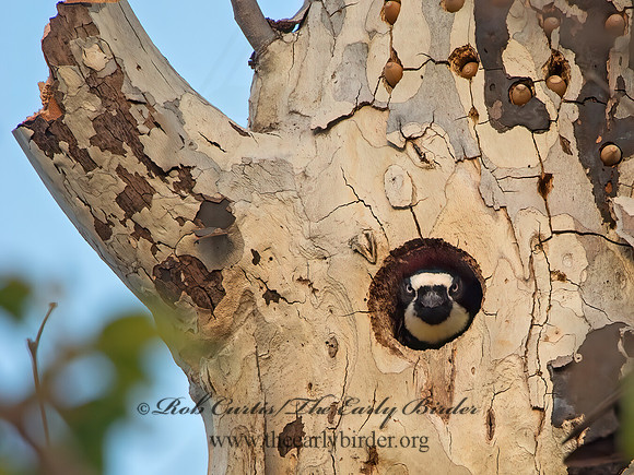 Melanerpes formicivorus  ACORN WOODPECKER 9055029+