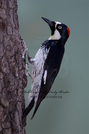 Melanerpes formicivorus  ACORN WOODPECKER 7007716