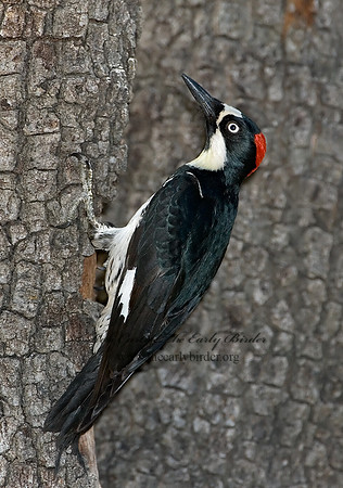 Melanerpes formicivorus  ACORN WOODPECKER 7007869