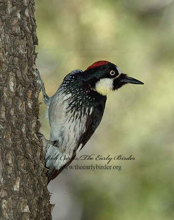 Melanerpes formicivorus  ACORN WOODPECKER 5006197