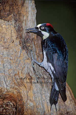 Melanerpes formicivorus  ACORN WOODPECKER 75111