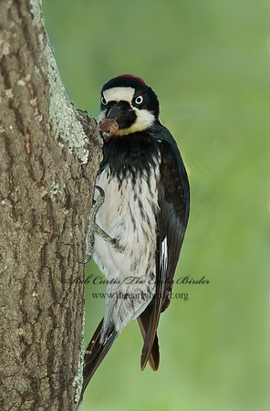 Melanerpes formicivorus  ACORN WOODPECKER 5005811+