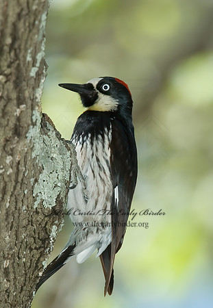 Melanerpes formicivorus  ACORN WOODPECKER 5005812+