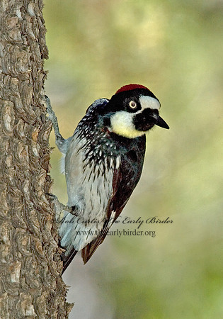 Melanerpes formicivorus  ACORN WOODPECKER 5006196