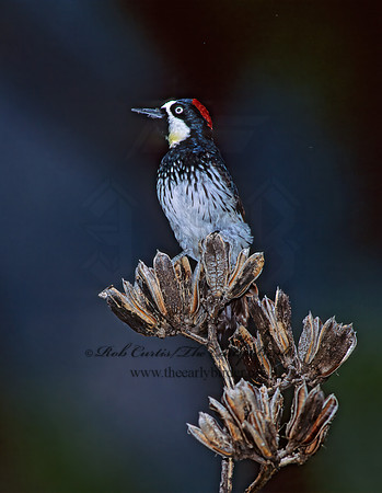 Melanerpes formicivorus  ACORN WOODPECKER 92915+