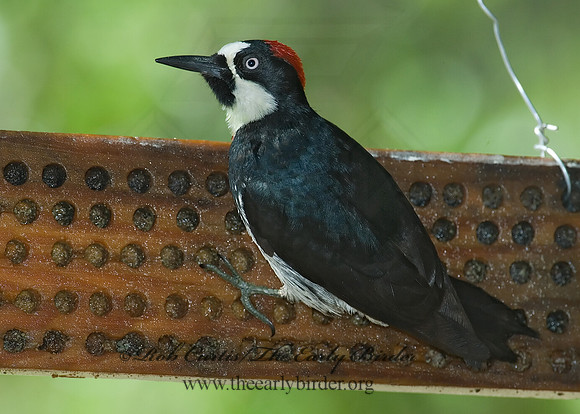 Melanerpes formicivorus  ACORN WOODPECKER 7006668