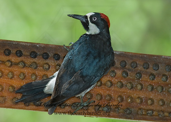 Melanerpes formicivorus  ACORN WOODPECKER 7006669