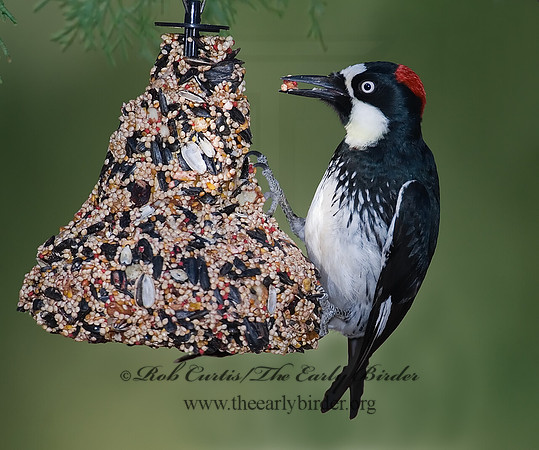 Melanerpes formicivorus  ACORN WOODPECKER 7007437