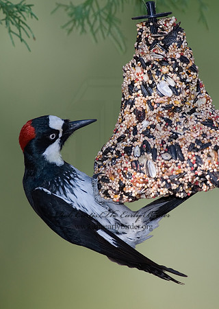 Melanerpes formicivorus  ACORN WOODPECKER 7007439