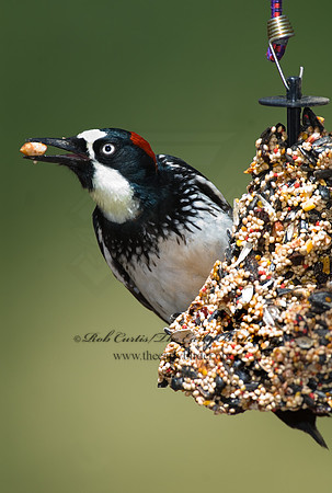 Melanerpes formicivorus  ACORN WOODPECKER 7007506
