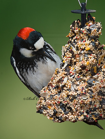 Melanerpes formicivorus  ACORN WOODPECKER 7007505