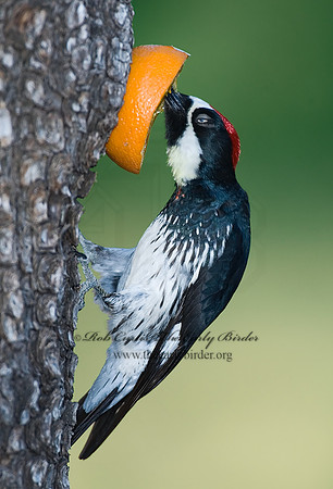 Melanerpes formicivorus  ACORN WOODPECKER 7007423-1