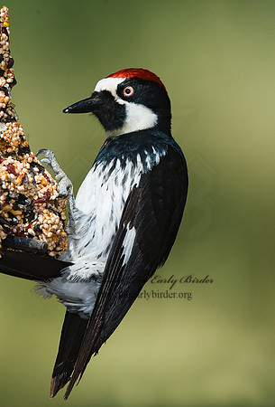 Melanerpes formicivorus  ACORN WOODPECKER 7007508-1
