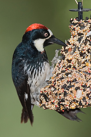 Melanerpes formicivorus  ACORN WOODPECKER 7007525-1