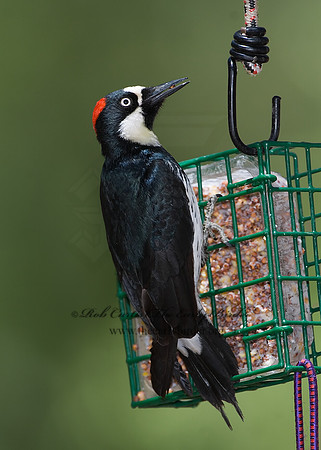 Melanerpes formicivorus  ACORN WOODPECKER 7007837-1